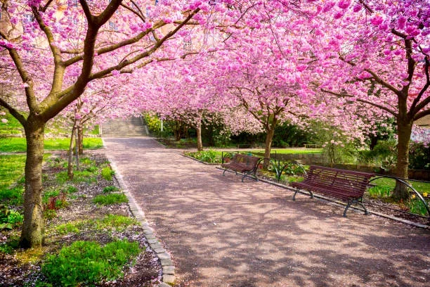 Parque de Japón en primavera, rodeado de árboles de cerezos rosas. 